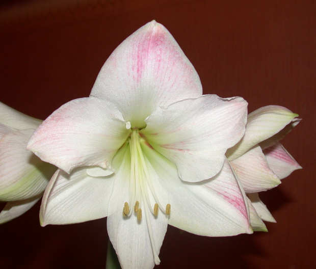 Hippeastrum '?'