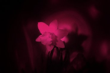 Jeden mały kwiatek, a tyle radości.... #kwiaty #parapet #wiosna #narcyzy #żonkile