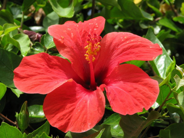 Hibiskus. Ten prawdziwy, rosnący w afrykańskim słońcu w Tunezji.
Czy bardzo różni się od tego doniczkowego ?