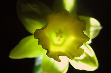 Jeden mały kwiatek, a tyle radości.... #kwiaty #parapet #wiosna #narcyzy #żonkile