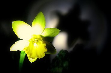 Jeden mały kwiatek, a tyle radości.... #kwiaty #parapet #wiosna #narcyzy #żonkile