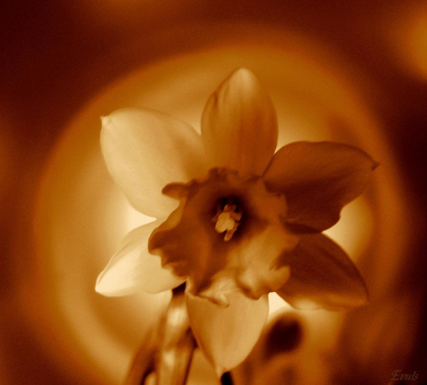 Jeden mały kwiatek, a tyle radości.... #kwiaty #parapet #wiosna #narcyzy #żonkile #sepia