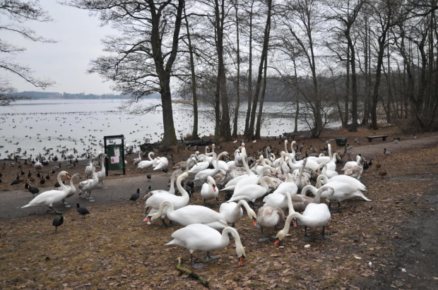 Zajęte jedzeniem chleba, który im przyniosłem