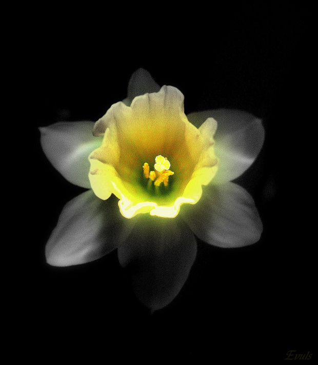 Jeden mały kwiatek, a tyle radości.... #kwiaty #parapet #wiosna #narcyzy #żonkile