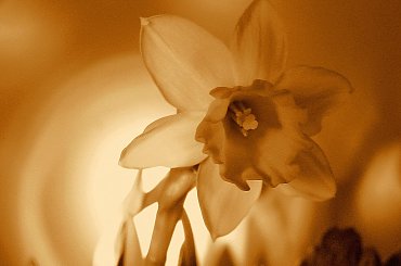 Jeden mały kwiatek, a tyle radości.... #kwiaty #parapet #wiosna #narcyzy #żonkile #sepia