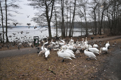 Zajęte jedzeniem chleba, który im przyniosłem