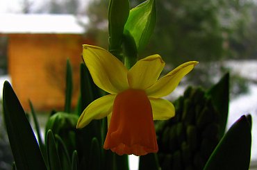 Jeden mały kwiatek, a tyle radości.... #kwiaty #parapet #wiosna #narcyzy #żonkile