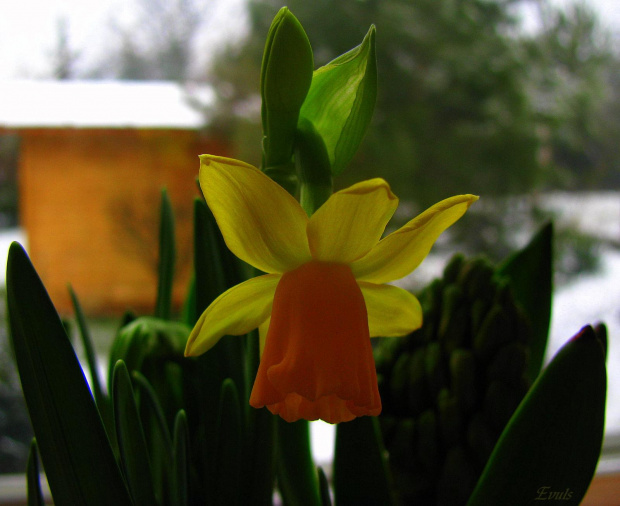 Jeden mały kwiatek, a tyle radości.... #kwiaty #parapet #wiosna #narcyzy #żonkile