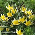 tulipany botaniczne #Kwiaty