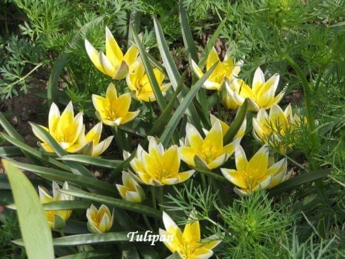 tulipany botaniczne #Kwiaty