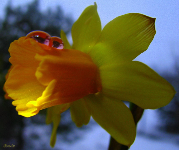 Tęsknie za wiosną - bardzo,bardzo.... #krople #kwiaty #narcyzy #parapet #wiosna #żonkile