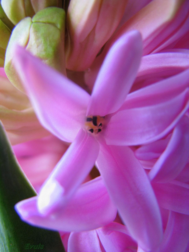 Wiosna na parapecie #hiacynty #kwiaty #parapet #wiosna