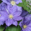 clematis