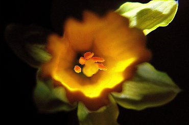 Wiosna na parapecie #kwiaty #parapet #wiosna #narcyzy #żonkile