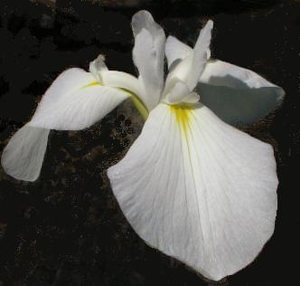 Irys japonski Iris ensata siewka