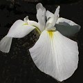 Irys japonski Iris ensata siewka