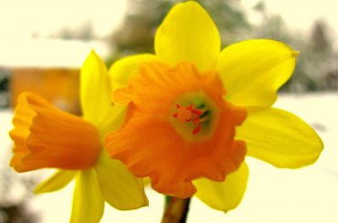 Wiosna na parapecie #kwiaty #parapet #wiosna #narcyzy #żonkile