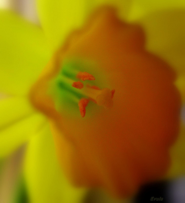 Wiosna na parapecie #kwiaty #parapet #wiosna #narcyzy #żonkile