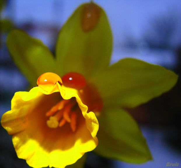Tęsknie za wiosną - bardzo,bardzo.... #krople #kwiaty #narcyzy #parapet #wiosna #żonkile