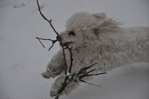 Biały Toffi na białym śniegu - w biegu z gałęzią