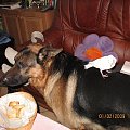 Przyjaciele: Pipi i Horus