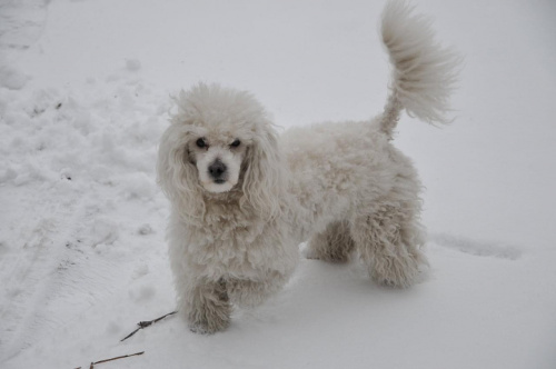 Biały Toffi na białym śniegu
