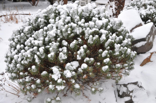 Skalniak ogrofowy w zimowej szacie - sypnęło śniegiem