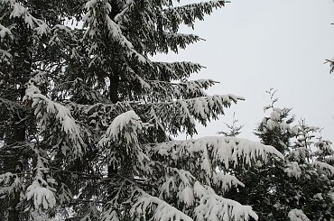 ... zimaaa ... c.d. #zima #świerk #las