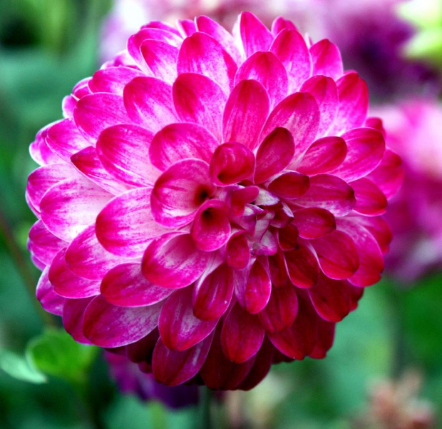 Dahlia...