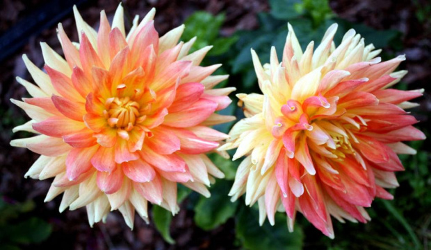 Dahlia...