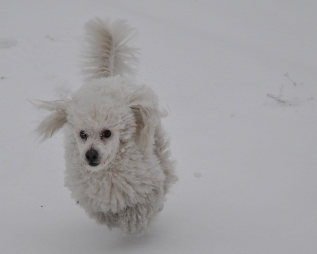 Biały Toffi na białym śniegu w pelnym biegu