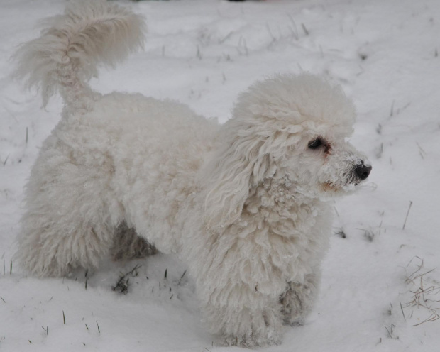 Biały Toffi na białym śniegu