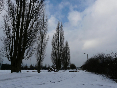 #bałwan #śnieg #drzewa #zima