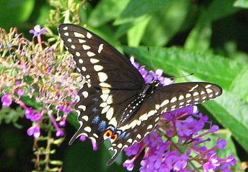 Czarna jaskólka - Papilio Polyxenes #motyle