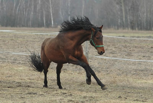 Mój koń, zdjęcie Kasi #koń #konie