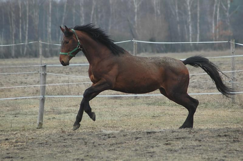Mój koń, zdjęcie Kasi #koń #konie
