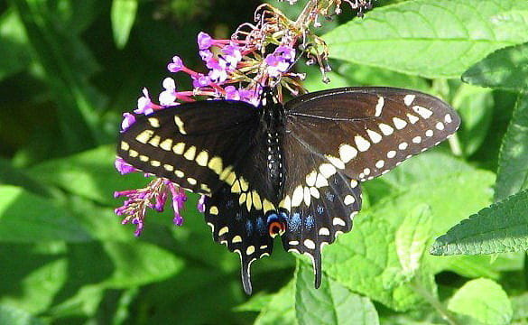 Czarna jaskólka - Papilio Polyxenes #motyle