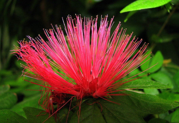 Kwiat drzewa jedwabnego - Albicja Jedwabista (Albizia Julibrissin)