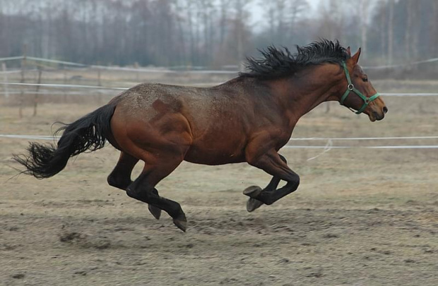 Mój koń, zdjęcie Kasi #koń #konie