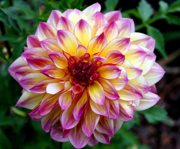 Dahlia...cd.