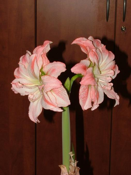 odmiana 'Aphrodite' - 5 lutego 2009 #amarylis #Aphrodite #Hippeastrum #hydroponika