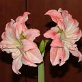 odmiana 'Aphrodite' - 5 lutego 2009 #amarylis #Aphrodite #Hippeastrum #hydroponika