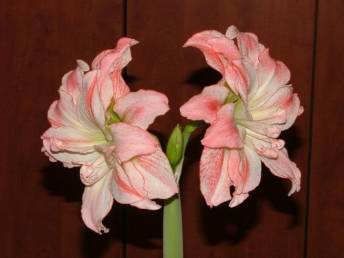 odmiana 'Aphrodite' - 5 lutego 2009 #amarylis #Aphrodite #Hippeastrum #hydroponika