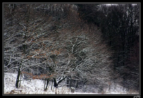 zimowa terażniejszość cz. III ... #zima #drzewa #las