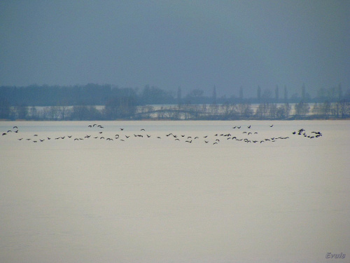 Ptaki przygotowują się do lotu #zima #zalew #ptaki