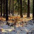 spacer w lesie #zima #las #drzewa