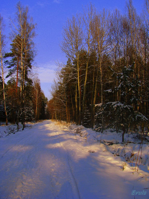 spacer w lesie #las #zima