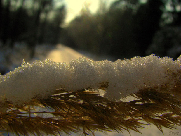 spacer w lesie #zima #las #śnieg