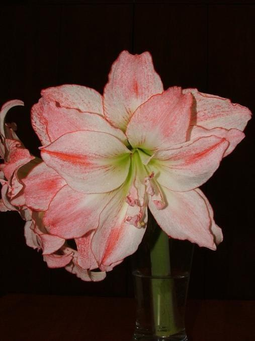 odmiana 'Aphrodite' - 7 lutego 2009 (w szkle, po ścięciu z osłabionej cebuli) #amarylis #Aphrodite #Hippeastrum #hydroponika