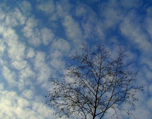 urywek nieba i....drzewa :-) #niebo #chmury #drzewa